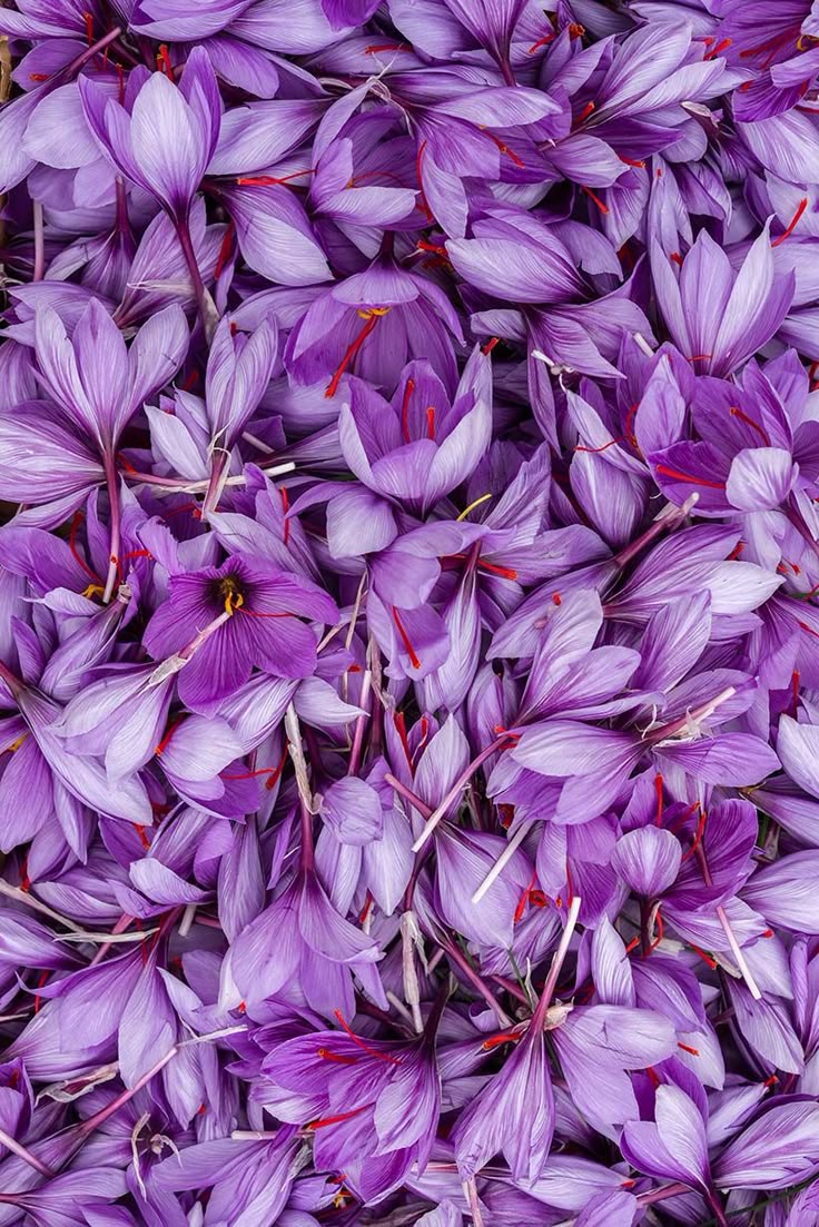 Bulk Iranian Saffron; The Golden Treasure of Persia, Now Available Worldwide